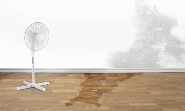 Best Water damage cleanup near me  in Benwood, WV